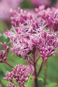 JOE PYE WEED BABY JOE 1G