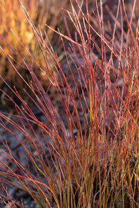 KELSEY DWARF REDTWIG DOGWOOD 2 GALLON - image 1