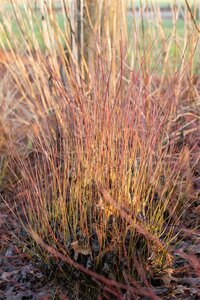 KELSEY DWARF REDTWIG DOGWOOD 2 GALLON - image 3