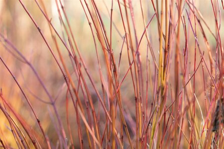 KELSEY DWARF REDTWIG DOGWOOD 2 GALLON - image 5