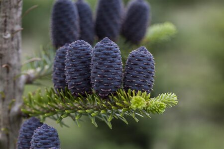 KOREAN FIR 90 CM - image 4