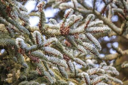 KOREAN FIR 90 CM - image 5