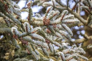 KOREAN FIR 90 CM - image 5