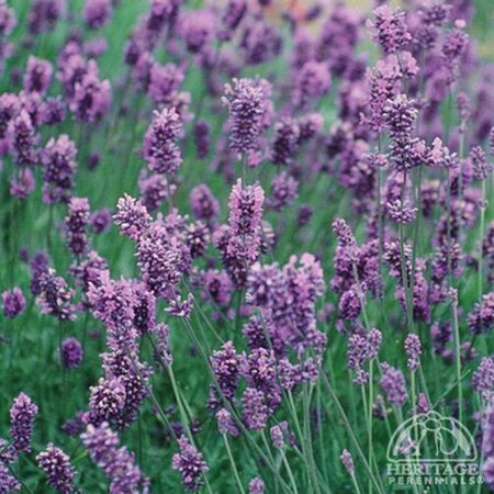 LAVANDER HIDCOTE 3INCH