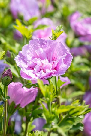 LAVENDER CHIFFON HIBISCUS 40 CM - image 3