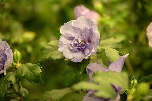 LAVENDER CHIFFON HIBISCUS 40 CM - image 2