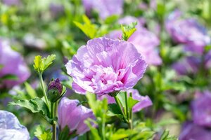 LAVENDER CHIFFON HIBISCUS 40 CM - image 1