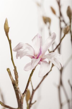 LEONARD MESSEL MAGNOLIA 175CM WB - image 2