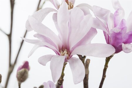 LEONARD MESSEL MAGNOLIA 175CM WB - image 3