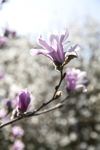 LEONARD MESSEL MAGNOLIA 2GAL - image 5