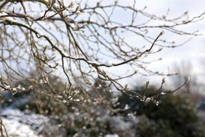 LEONARD MESSEL MAGNOLIA 2GAL - image 1