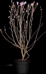 LEONARD MESSEL MAGNOLIA 2GAL - image 4