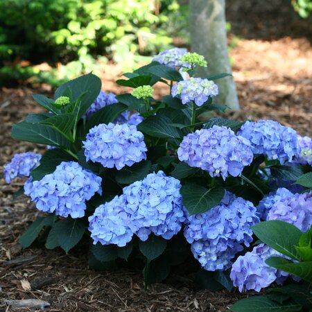 LETS DANCE BLUE JANGLES HYDRANGEA 30CM