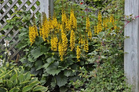 LIGULARIA BOTTLE ROCKET 1G