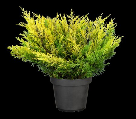 LIME GLOW JUNIPER 30CM - image 4