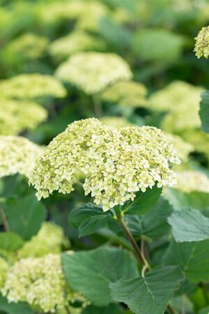 LIME RICKEY HYDRANGEA 25CM - image 4