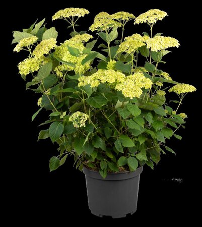 LIME RICKEY HYDRANGEA 25CM - image 2