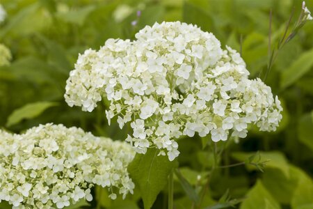 LIME RICKEY HYDRANGEA 25CM - image 1