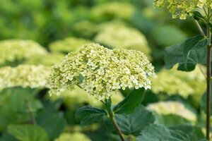 LIME RICKEY HYDRANGEA 25CM - image 3