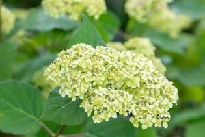 LIME RICKEY HYDRANGEA 25CM - image 5