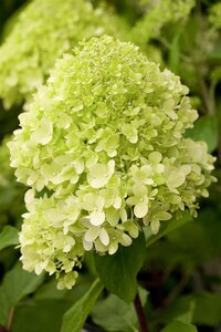 LIMELIGHT HYDRANGEA 100CM STD - image 1