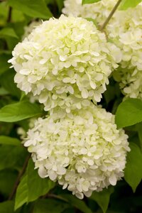 LIMELIGHT HYDRANGEA 100CM STD - image 3