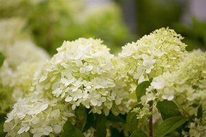 LIMELIGHT HYDRANGEA 100CM STD - image 2