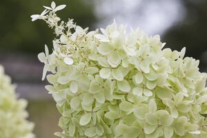 LIMELIGHT HYDRANGEA 100CM STD - image 4