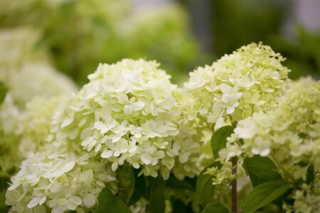 LIMELIGHT HYDRANGEA 1GAL - image 2