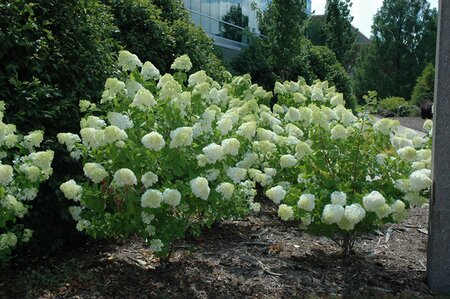 LIMELIGHT HYDRANGEA 3G