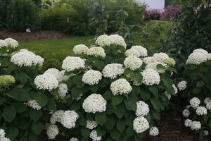 LIMETTA HYDRANGEA 30CM