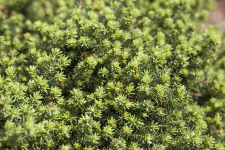 LITTLE GEM SPRUCE 25 CM - image 1