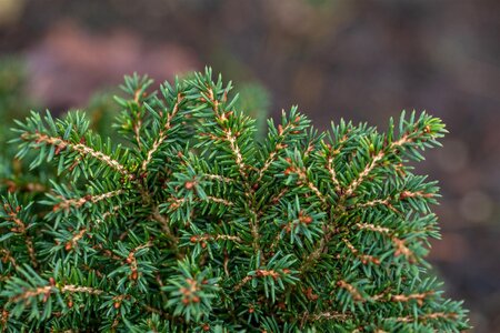 LITTLE GEM SPRUCE 25 CM - image 3