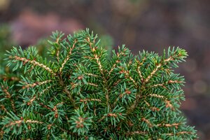 LITTLE GEM SPRUCE 25 CM - image 3