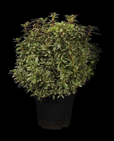 LITTLE HEATH JAPANESE PIERIS  30CM 3MONTH WARRANTY - image 1