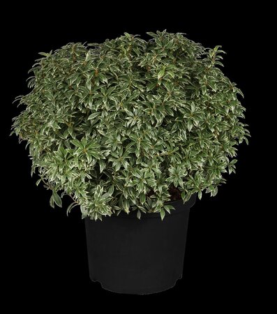 LITTLE HEATH JAPANESE PIERIS  30CM 3MONTH WARRANTY - image 2