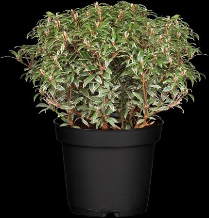 LITTLE HEATH JAPANESE PIERIS  30CM 3MONTH WARRANTY - image 5