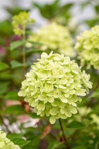 LITTLE LIME HYDRANGEA 20CM - image 6