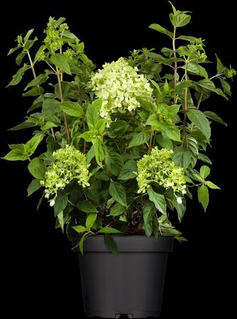 LITTLE LIME HYDRANGEA 20CM - image 2