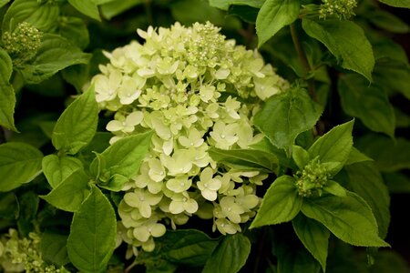 LITTLE LIME HYDRANGEA 20CM - image 3