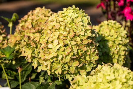 LITTLE LIME HYDRANGEA 30CM - image 5