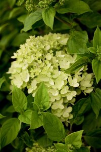 LITTLE LIME HYDRANGEA 40CM - image 4