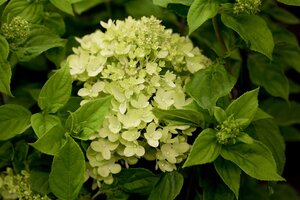 LITTLE LIME HYDRANGEA 40CM - image 3