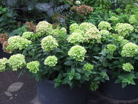 LITTLE LIME HYDRANGEA 40CM