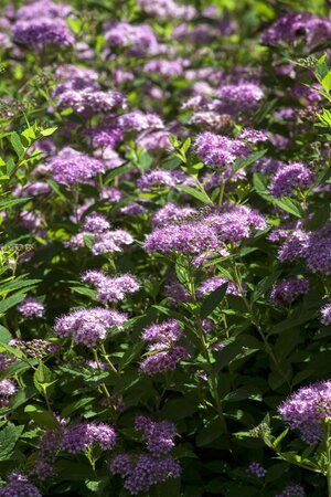 LITTLE PRINCESS SPIREA 30 CM - image 2