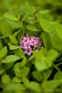 LITTLE PRINCESS SPIREA 30 CM - image 4