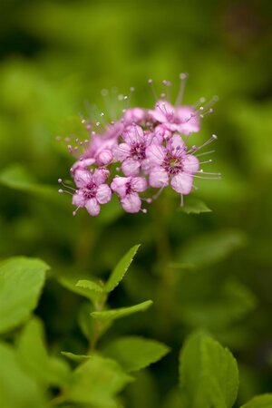 LITTLE PRINCESS SPIREA 30 CM - image 5