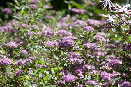 LITTLE PRINCESS SPIREA 30 CM - image 3