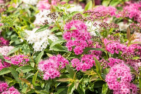 LITTLE PRINCESS SPIREA 30 CM - image 6