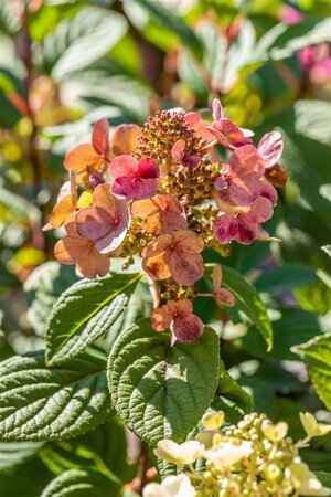 LITTLE QUICK FIRE HYDRANGEA 30CM - image 3